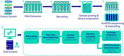 Evaluation of multiplex nanopore sequencing for Salmonella serotype prediction and antimicrobial resistance gene and virulence gene detection